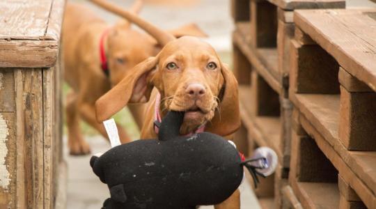 Többet értenek a kutyák az emberi beszédből, mint hittük