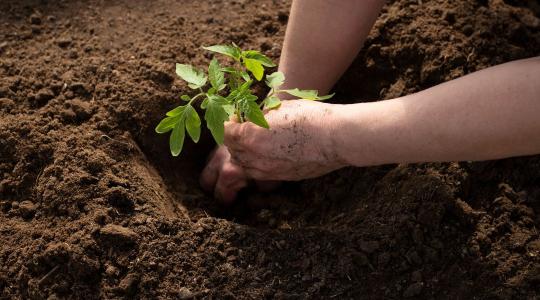 Paradicsomtól a búzáig: új távlatokat nyit a magkezelési kutatás