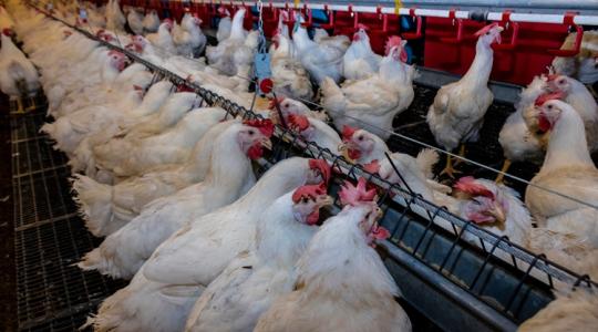 Most minden átalakul: radikális állatjóléti reformokat vezet be Anglia