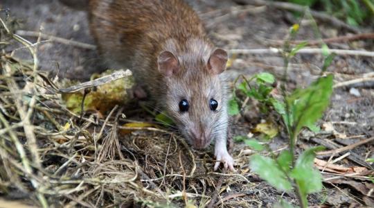 Véralvadásgátló szerekkel a rágcsálók ellen: nem akárki használhatja