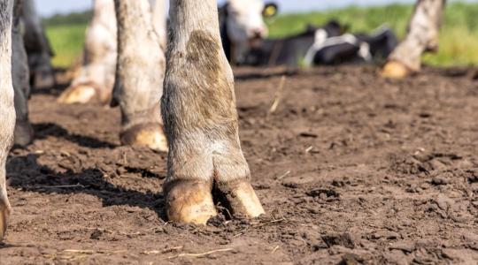 Egyetlen rossz mozdulat: tehén taposta el a gazdát
