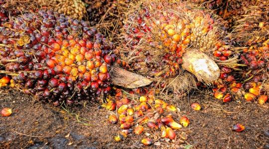 Munkaigényes, de kifizetődő: jövedelmező befektetés lehet ez az ágazat