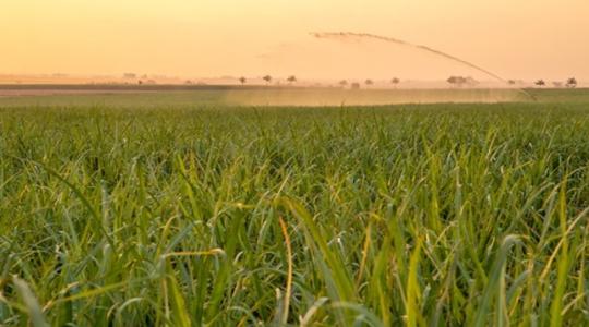 Kevesebb öntözés, több termés? Közelebb kerültünk a megoldáshoz