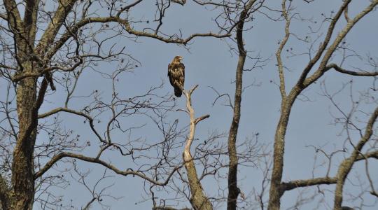 Országszerte figyelik a telelő ragadozó madarakat