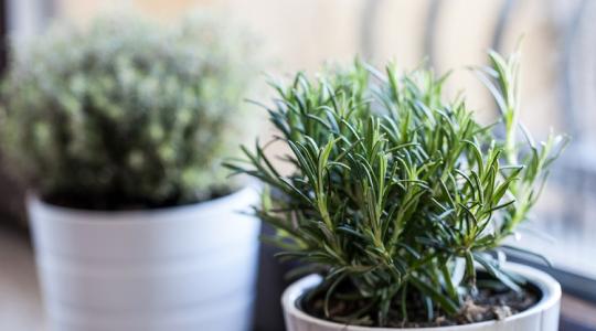 Ez elképesztő! Ezért éri meg télen rozmaringot tartani az ablakodban!