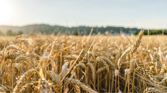 Agrárminiszter: a Mercosur-megállapodás elfogadhatatlan Magyarország számára