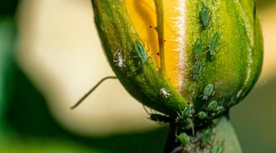 Veszélyben egy újabb fontos hatóanyag!