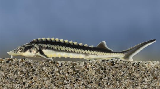 Különleges tokféle nyerte el az „Év hala” címet