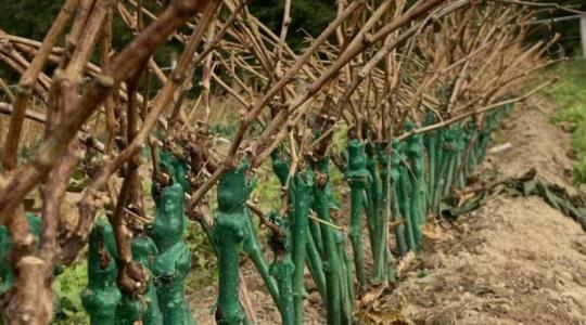 Az álmukat tette tönkre a fitoplazma