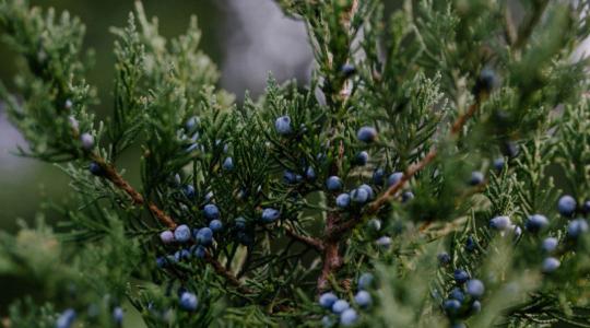 Hogyan segíti túlélni a hideget a boróka az állatoknak?