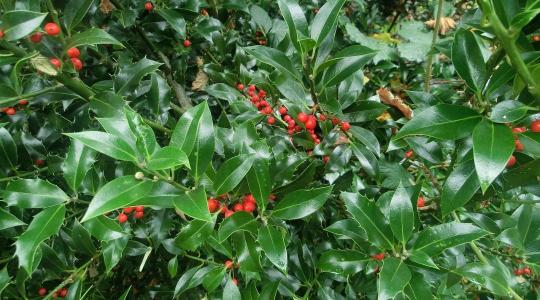Színek és formák télen is: különleges örökzöldek a kertben