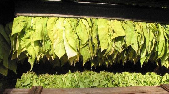 Erre a dátumra kell figyelnie a dohánytermelőknek: február 15.