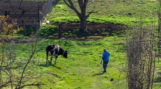 Tejválság: egy ország, ahol 95%-kal csökkent a háztáji szarvasmarhák száma