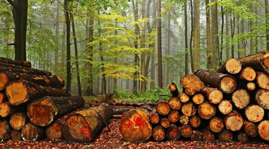 EUTR-teendők januárban: adminisztráció, ami nem halogatható