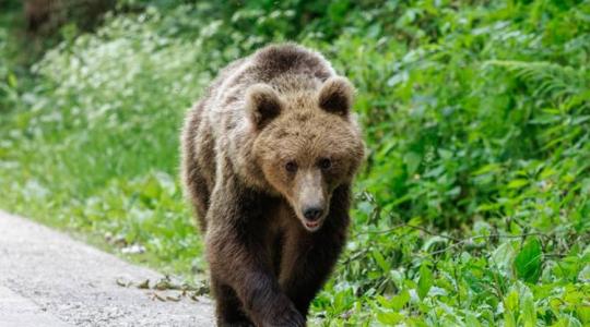 Ezért jelennek meg a medvék a gazdaságok vagy az otthonaink közelében