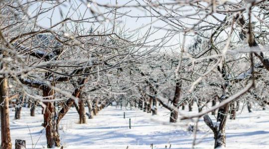 Károsíthatja-e a gyümölcsfákat a –15–20 fokos éjszakai fagy?