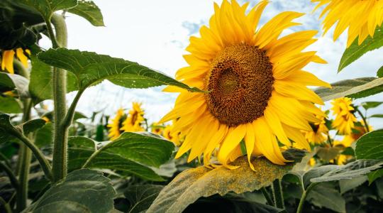 A Corteva és a bp közös vállalatot indít bioüzemanyag-alapanyagok gyártására Etlas™ néven