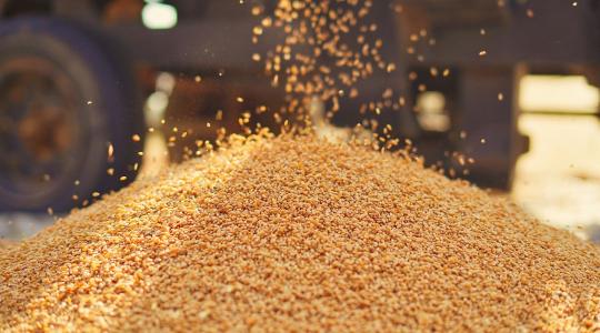 A Magyar Gabonaszövetség átfogó rendezést sürget a Bászna-ügyben