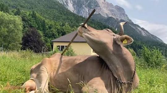 A tehén, aki gereblyét használ: mit árul el ez az állatokról?