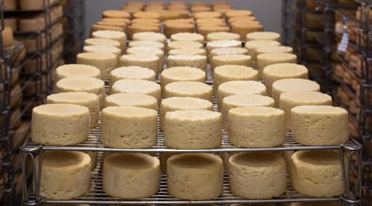 Lejtőn a tej ára, és nem csak Magyarországon