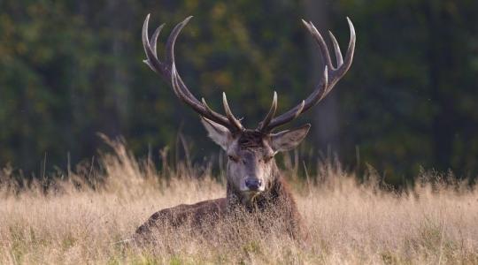 Agancsot keres? Vírust vihet haza – komoly figyelmeztetés az erdőjáróknak