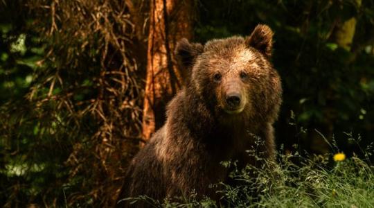 A medvék sem bújhatnak el: mesterséges intelligencia az erdők mélyén