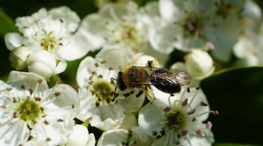 A rovarok világa csendben omlik össze – mi lesz ennek a következménye?