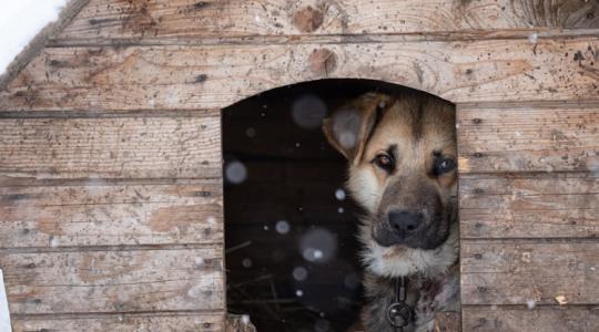 A háziállatod élete a tét, ha erre nem figyelsz oda!