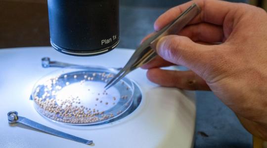 Veszély és lehetőség: mit kezd a repce a nehézfémekkel?