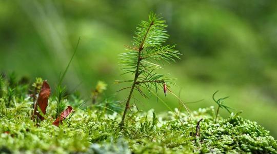 Erdősítési támogatás: ezekre a módosításokra kell figyelni