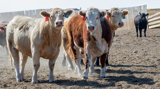 Kanada visszakozott: felfüggesztették az állat-nyomonkövetési reformot