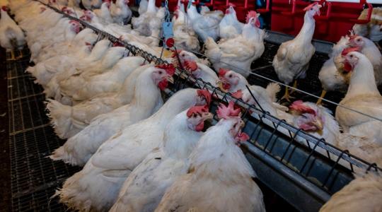 Riadót fújtak: soha nem tapasztalt járvány sújtja a német baromfiágazatot