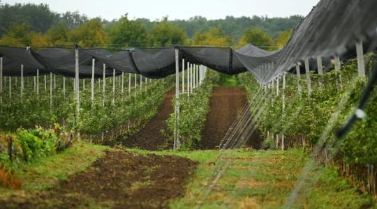 Kilencezer tonna alma tárolására alkalmas központ épül Újfehértón