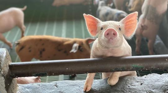 NGM: kamat- és költségmentes hitel segíti a sertéstartókat