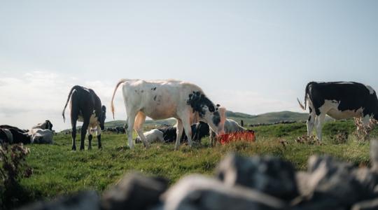 Meglepő lépés egy banktól: ingyen osztogatnak egy hasznos eszközt a brit gazdáknak