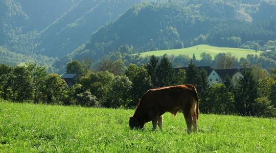 Hegyi levegő vs. istálló: a borjak vérképe elárulta, melyik jobb az immunrendszernek