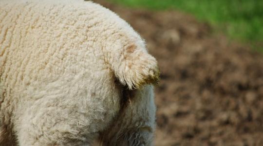 Brit juhtenyésztők: ki döntsön a farokcsonkítás és kasztrálás szabályairól?