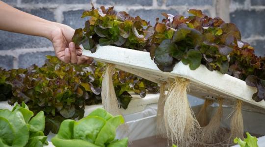 Növénytermesztési forradalom zajlik a világ egyik legszárazabb régiójában