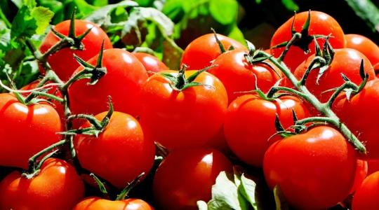 Nincs íze és hamar romlik? – így tárold a paradicsomot