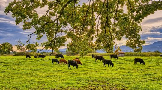 Meglepő, hogyan javítja a talaj állapotát a legeltetés