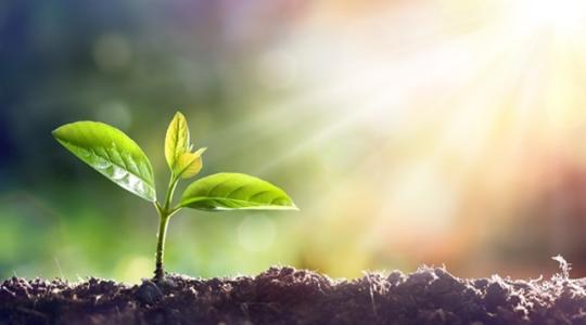 Növényekből nyert zöldenergia: új lehetőségek a mezőgazdaságban