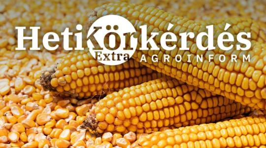 Rugalmas kukoricahibridek: miért fontosak a termesztésben? – Heti Körkérdés Extra