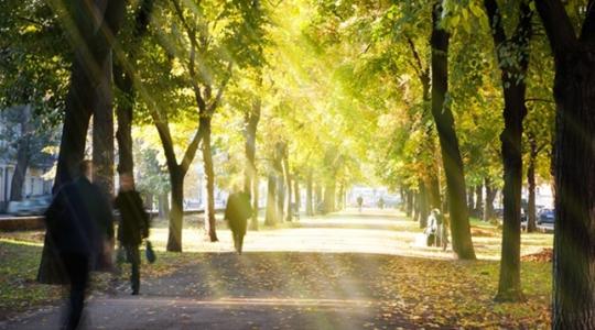 Nem mindegy, milyen zöld vesz körül – tudod, melyik növények védik a szíved?