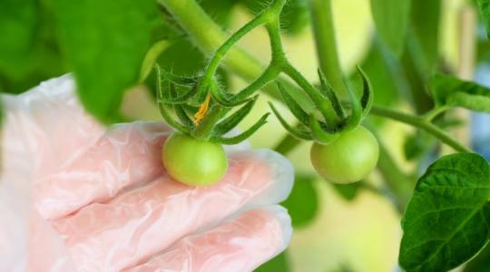 Sorsfordító döntés – jóváhagyta a bizottság az új génkezelési technikákat