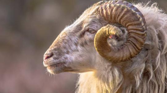 A kos, aki kutyának hiszi magát a farmon