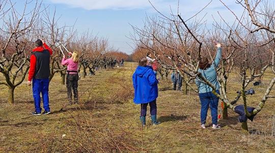 Megtanítjuk metszeni Magyarországot! 