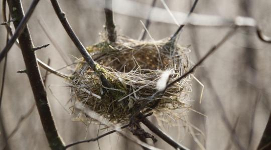 Törvénysértő lehet a tavaszi fakivágás és fészekrombolás