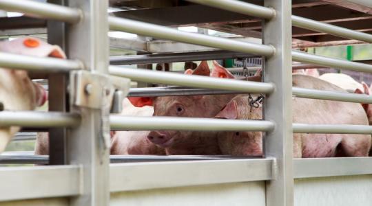 Nincs mellébeszélés: kegyetlen lemorzsolódás kezdődhet az állattenyésztésben