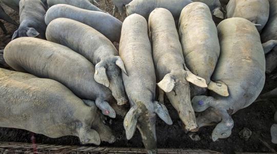 Nagyobb pusztítást okoztak a korlátozások a spanyoloknál, mint maga a vírus