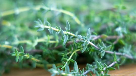 Ezt biztosan nem tudtad az év gyógynövényéről!